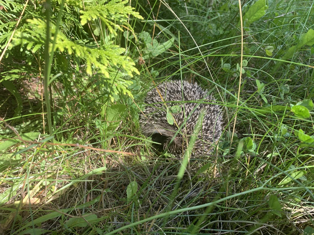 ДОМИК У ОЗЕРА